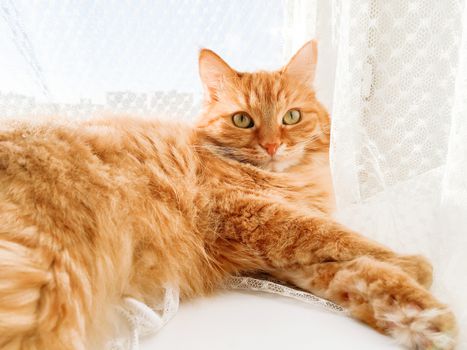 Cute ginger cat lying on window sill with tulle curtain. Fluffy pet is staring with curiosity. Sunny day in cozy home.