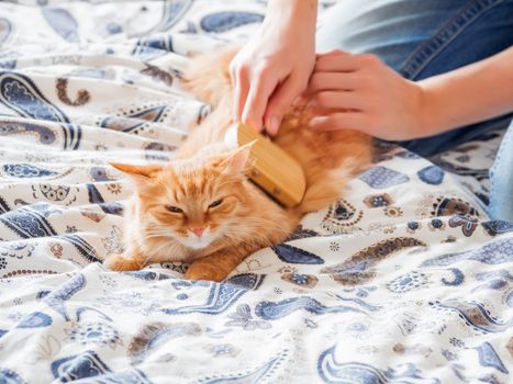 Woman combs a dozing ginger cat fur. Fluffy pet comfortably settled to sleep. Cute cozy background, morning bedtime at home.