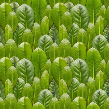 Seamless pattern made of photos of fresh green leaves. Natural background with scattered plants.