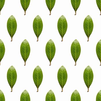 Seamless pattern made of photos of fresh green leaves. Natural background with scattered plants.