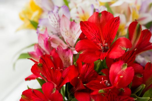 Alstroemeria bouquet. Close up. Natural spring background. Colorful flowers at daylight.