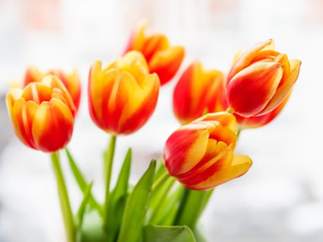 Bunch of red tilups in vase. Freshly picked colorful flowers. Symbol of spring and romance.