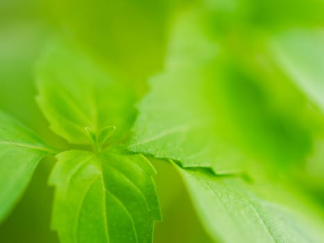 Close up natural background with fresh spring grass. Macro photo of g reen plant's leaves.