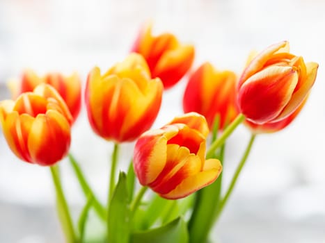 Bunch of red tilups in vase. Freshly picked colorful flowers. Symbol of spring and romance.