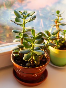 Crassula plant on window sill. Sunny day in cozy home.