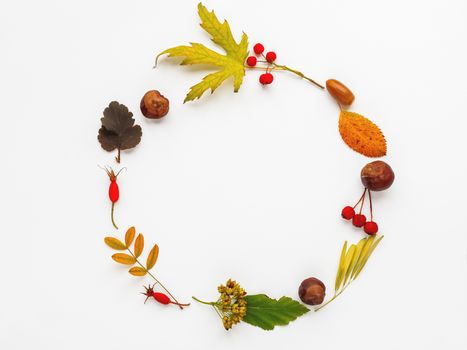 Circular frame made of fallen leaves and berries on white background. Autumn plants with copy space.