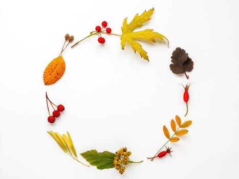 Circular frame made of fallen leaves and berries on white background. Autumn plants with copy space.
