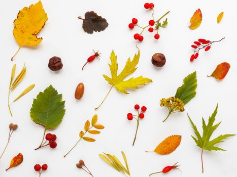 Fall background made of fallen leaves and berries on white backdrop. Autumn plants pattern.