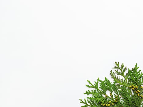 White background with thuja branches. Copy space. Flat lay, top view.