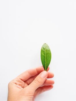 Top view on woman palm hand with fresh green leaf. White background with copy space. Symbol of nature, purity and growth.