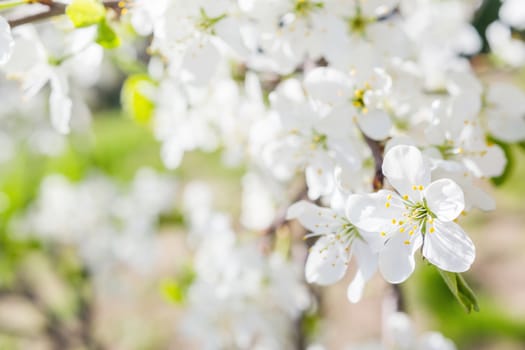 Natural spring background with cherry flowers. Place for text.