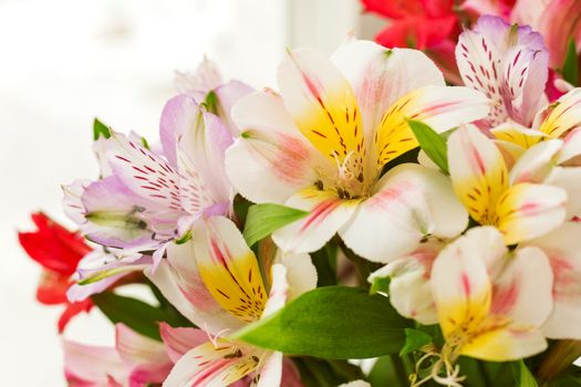 Alstroemeria bouquet. Close up. Natural spring background. Colorful flowers at daylight.