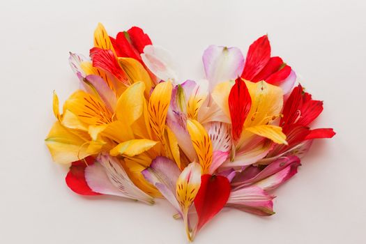 Flower petals in shape of heart, symbol of love. Spring floral natural background.
