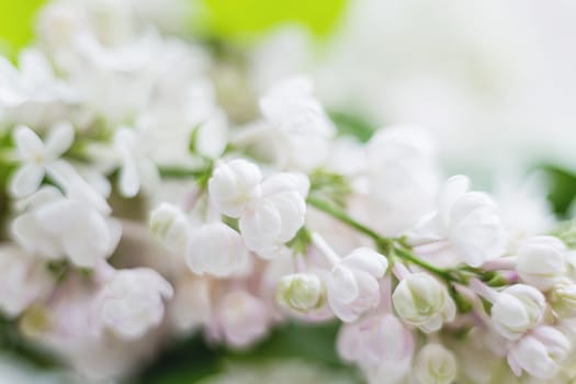 Lilac (Syringa) flowers. Spring background with white and violet flowers.