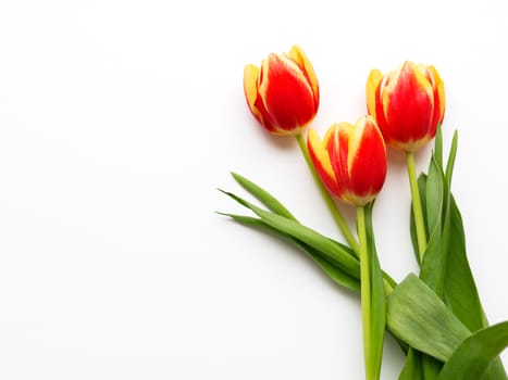 Bunch of red tilups on white background. Three freshly picked colorful flowers. Symbol of spring and romance.