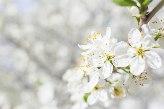 Natural spring background with cherry flowers. Place for text.