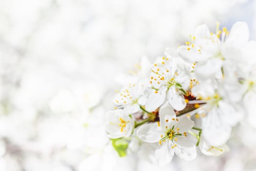 Natural spring background with cherry flowers.
