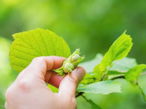 Man is holding hazelnut on tree. Summer forest background.