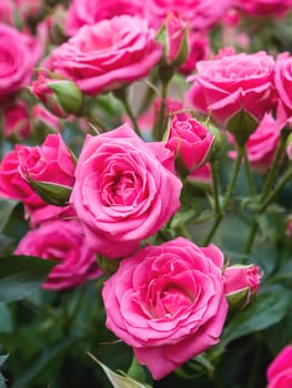 Natural summer background with pink roses. Beautiful blooming flower on green leaves background.