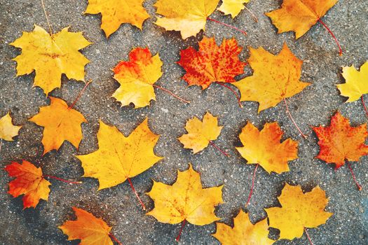 Bright yellow and orange maple leaves lying on the asphalt pavement. Autumn natural background. Flat lay, top view.