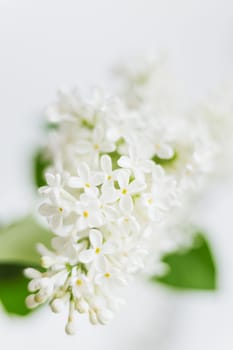 Lilac (Syringa) flowers on white background. Place for text. Soft focus.