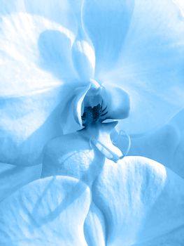 Beautiful blooming white Orchid Phalaenopsis. Macrophotography. Classic blue color tone.