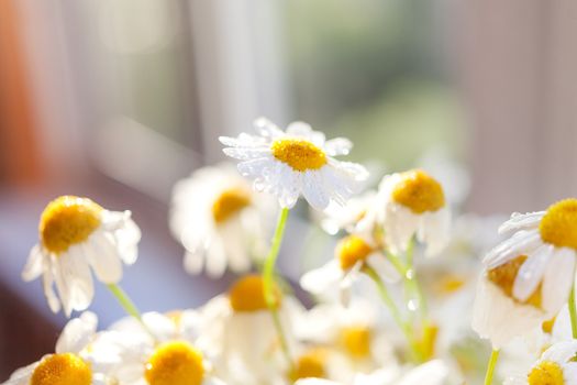 Bouquet of camomiles at sunlight. Cozy summer morning at home. Natural cute background with place for text.