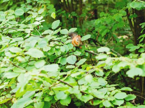 Ginger squirrel sits on a tree in forest. Fluffy rodent eating a nut.