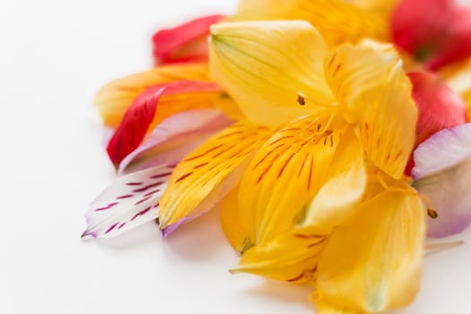 White background with colorful flower petals. Natural floral background. Place for text.