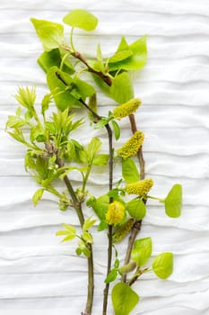 First spring leaves on white fabric background. Tree branches with place for text.