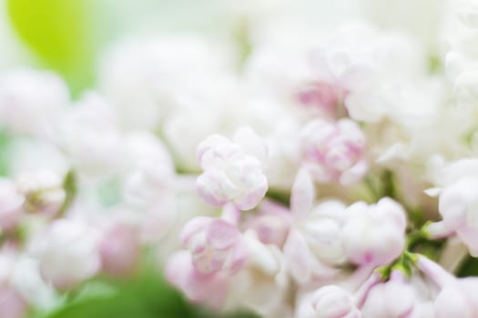Lilac (Syringa) flowers. Spring background with white and violet flowers.