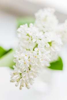 Lilac (Syringa) flowers on white background. Place for text.