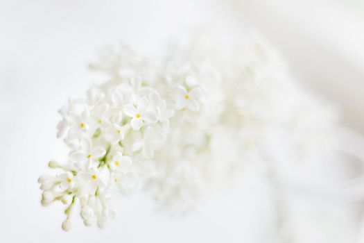 Lilac (Syringa) flowers on white background. Place for text.
