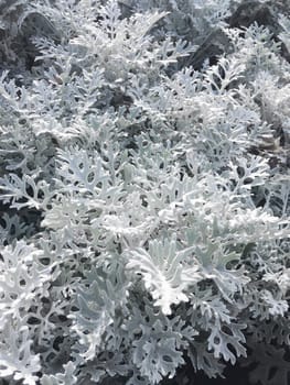 Macro photo of silver ragwort (formerly known as Senecio cineraria or Jacobaea maritima). Close up photo of plant leaves.