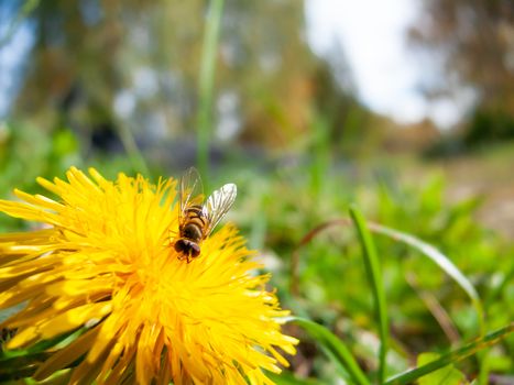 Bee collect pollen on dandelion. Natural summer background with insect and bright yellow flower.