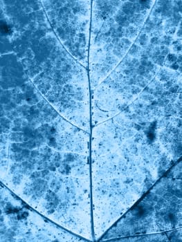Close up photo of maple leaf. Macrophotography. Classic blue tone.