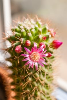 Blooming cactus near window. Bright pink flowers on prickly plant.