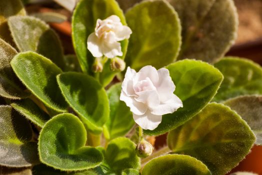 Blooming Viola. Room plant with velvety leaves and small white flowers.