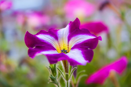 Close up photo of purple striped Petunia flower. Natural summer background.