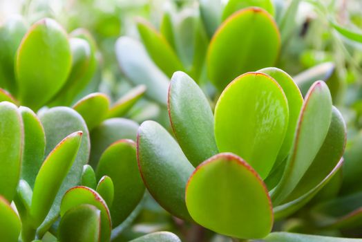 Crassula plant on window sill. Close up photo of green leaves in sunny day.