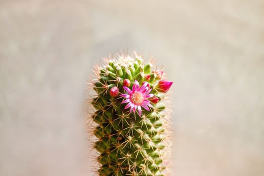 Blooming cactus near window. Bright pink flowers on prickly plant.