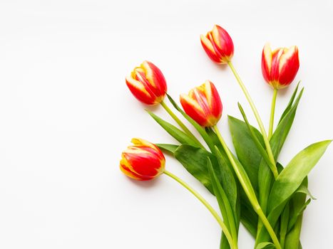 Bunch of red tilups on white background. Five freshly picked colorful flowers. Symbol of spring and romance.