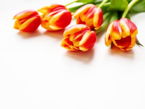 Bunch of red tilups on white background. Five freshly picked colorful flowers. Symbol of spring and romance.