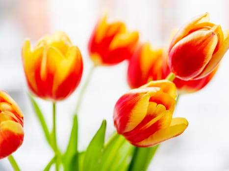 Bunch of red tilups in vase. Freshly picked colorful flowers. Symbol of spring and romance.