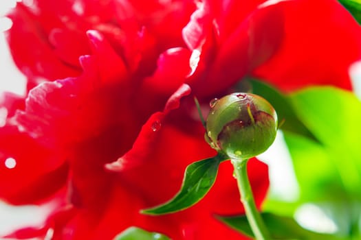Beautiful peony bud with morning dew. Natural background with blooming flower.