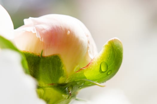 Beautiful peony bud with morning dew. Natural background with blooming flower.