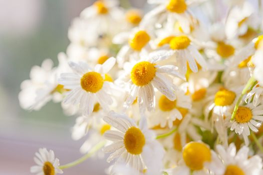 Bouquet of camomiles at sunlight. Cozy summer morning at home. Natural cute background.