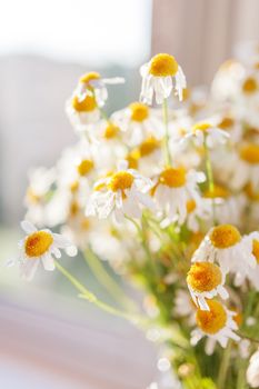 Bouquet of camomiles at sunlight. Cozy summer morning at home.