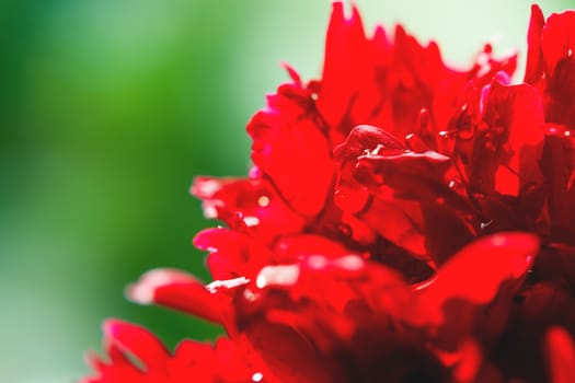 Blooming peony flower with morning dew. Natural background with bright red petals.