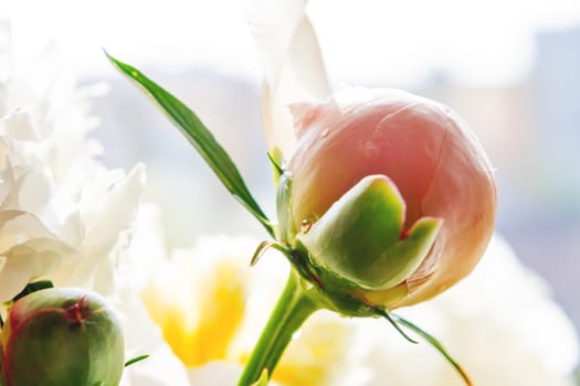 Beautiful peony bud with morning dew. Natural background with blooming flower.